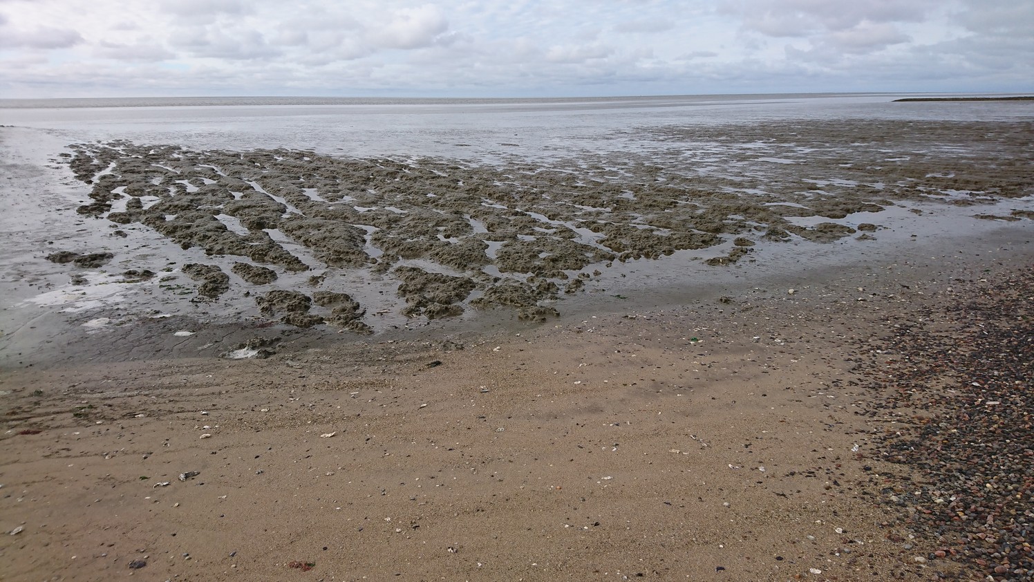 Afbeelding van grotendeels drooggevallen Waddenzee met strandje en slikken